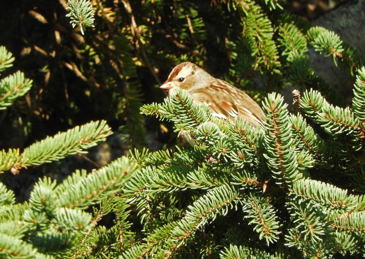 White-crowned Sparrow - ML642977642