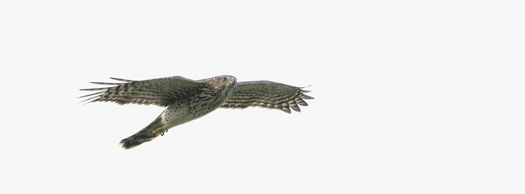 Cooper's Hawk - ML642977643
