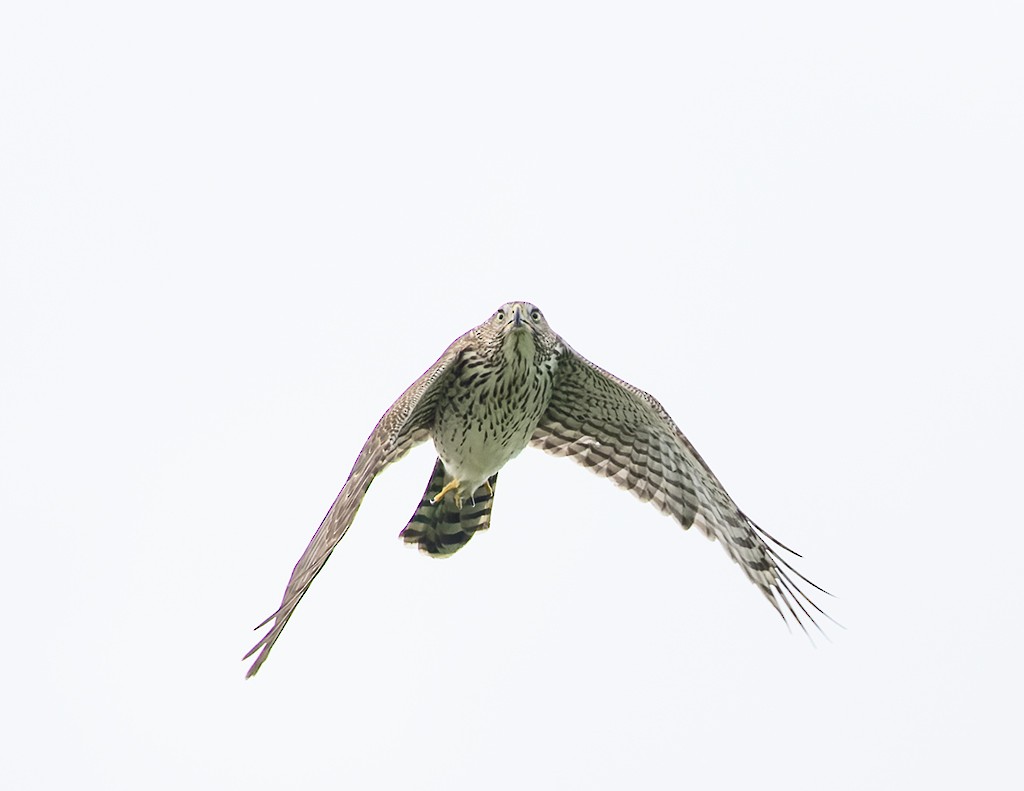 Cooper's Hawk - ML642977644