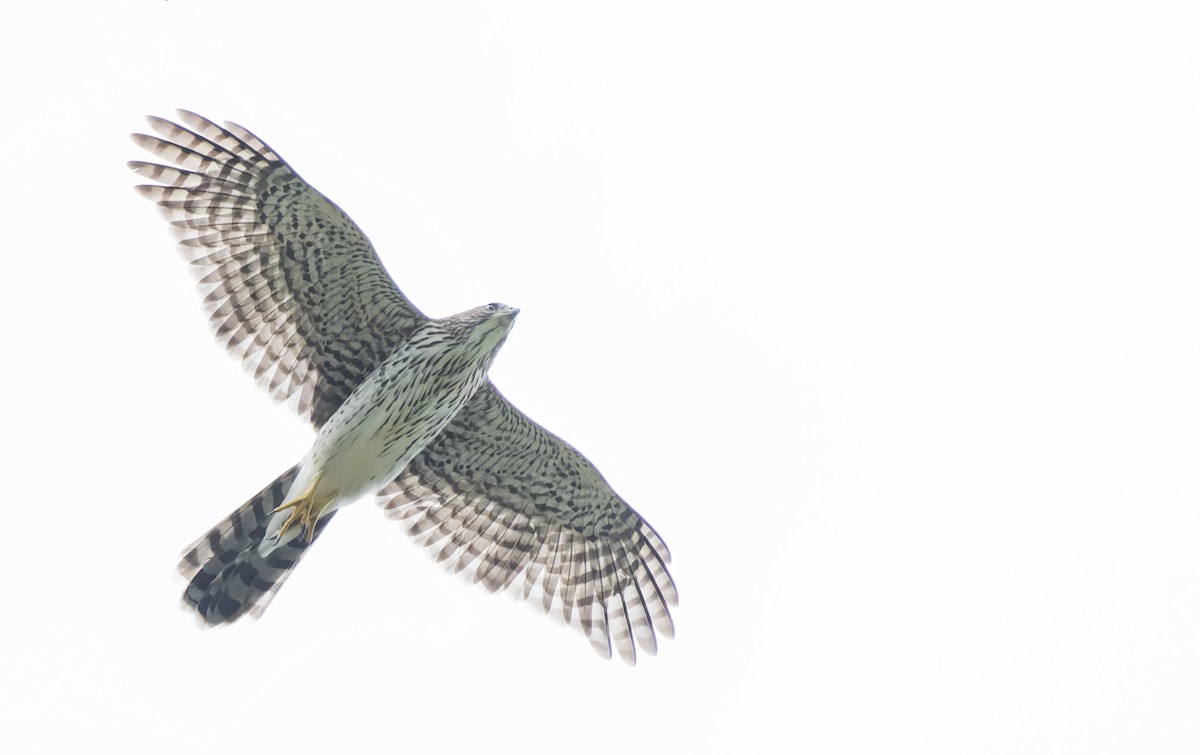 Cooper's Hawk - ML642977645
