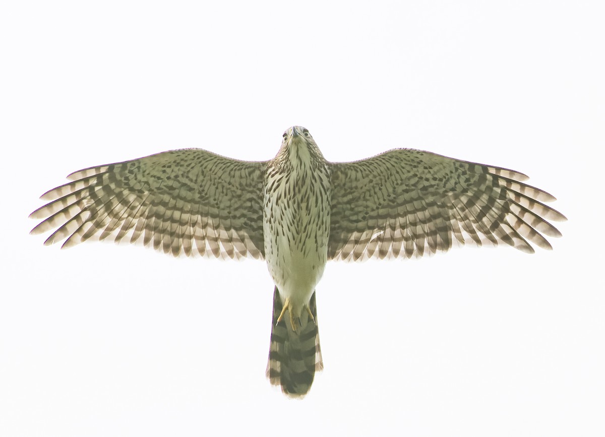 Cooper's Hawk - ML642977646