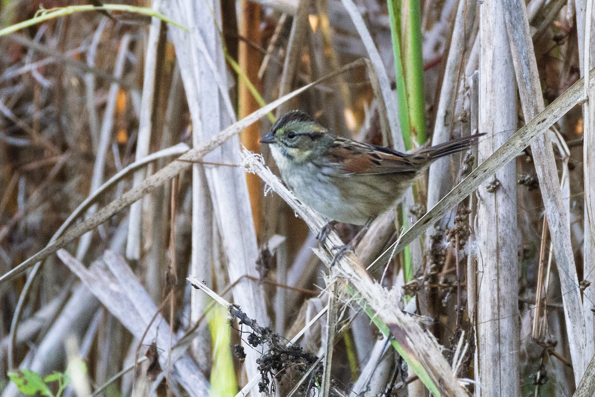 Swamp Sparrow - ML642977647