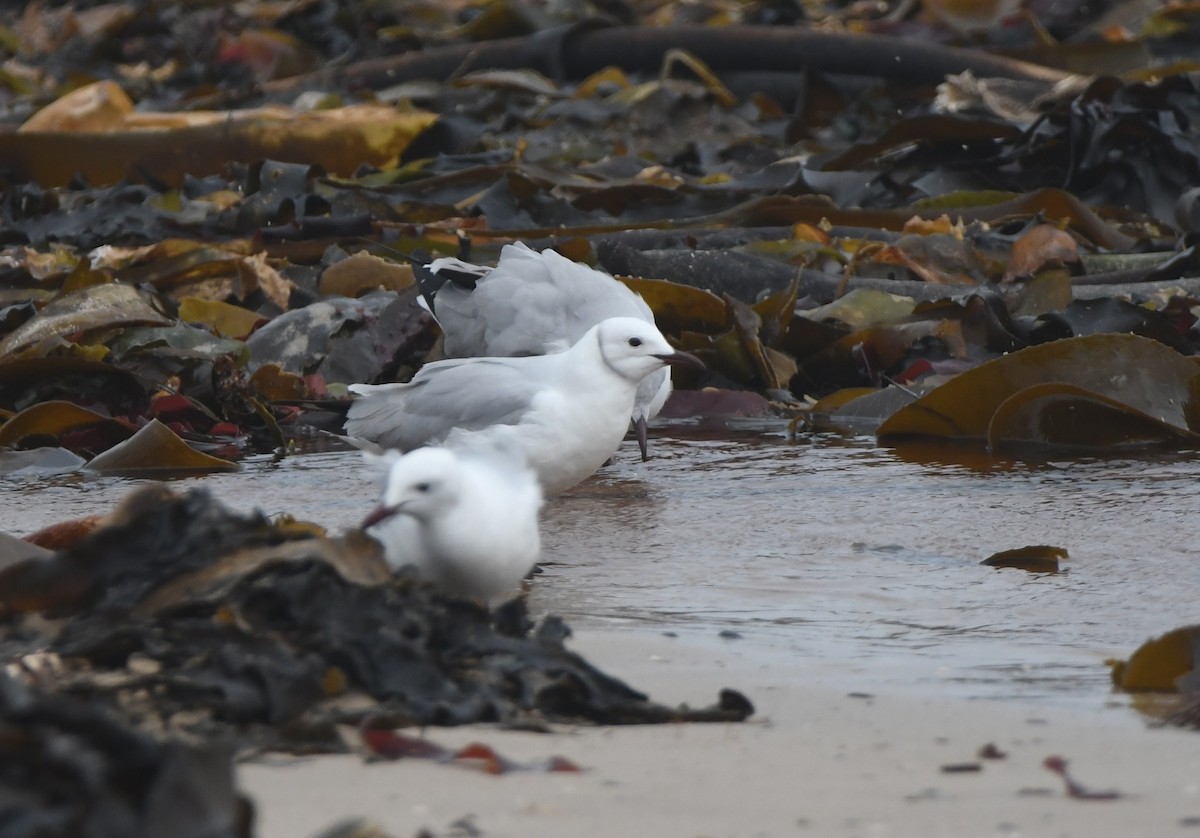 Hartlaub's Gull - ML642977649