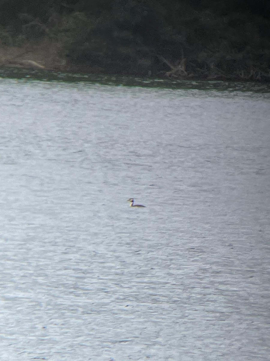 Great Crested Grebe - ML642977650