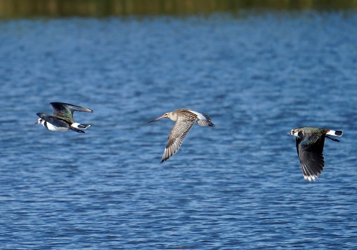 Bar-tailed Godwit - ML642977658