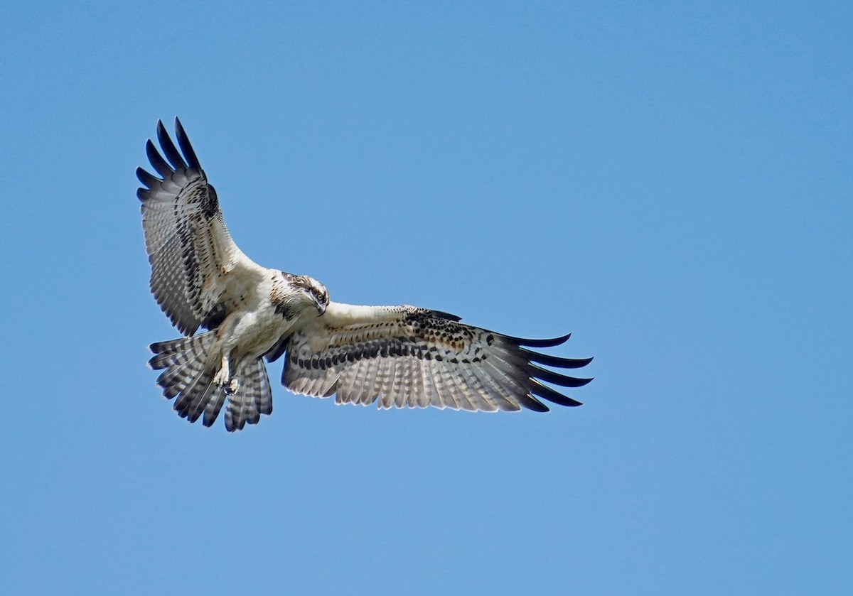 Osprey - ML642977667