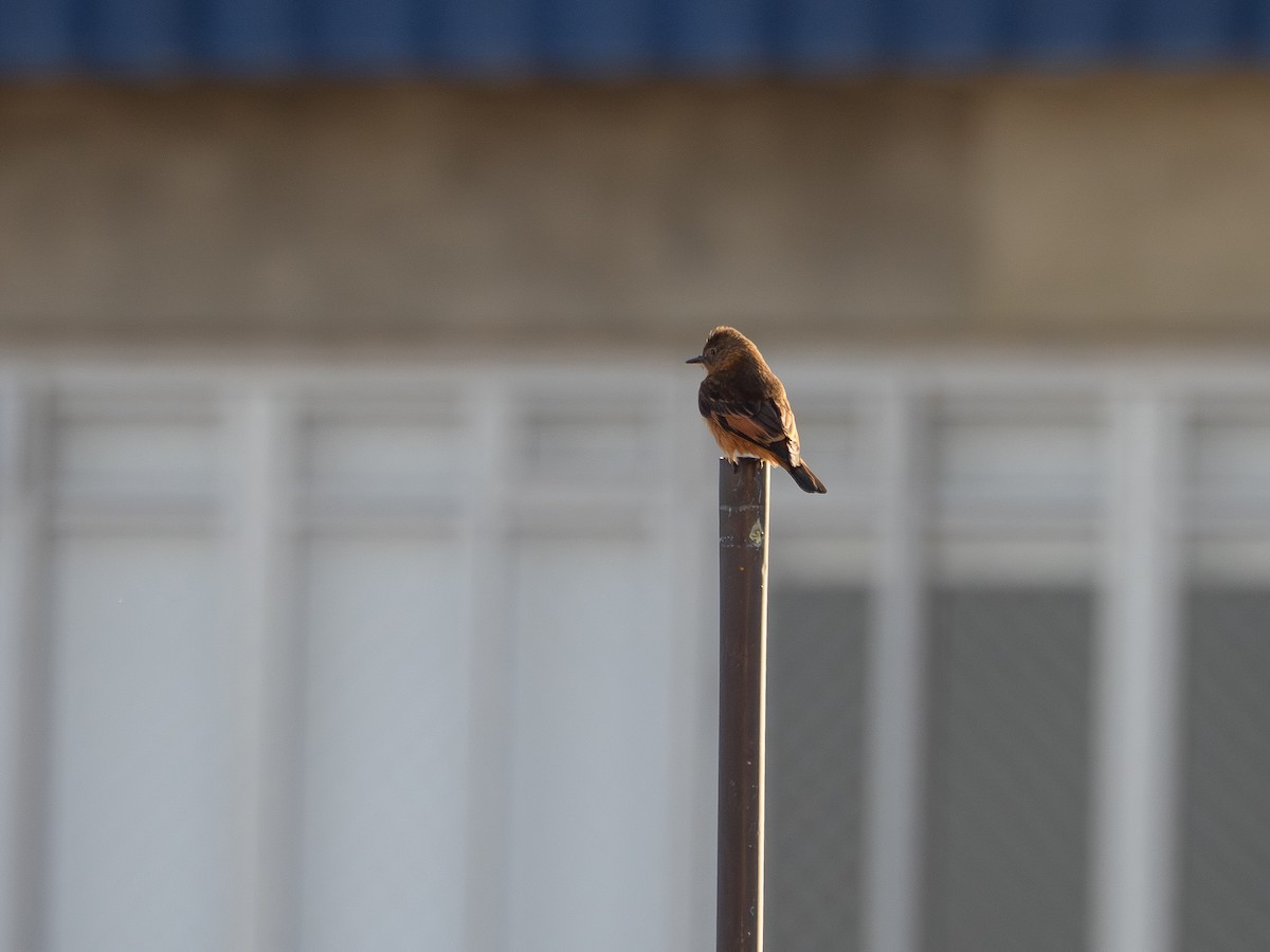 Cliff Flycatcher - ML642977671
