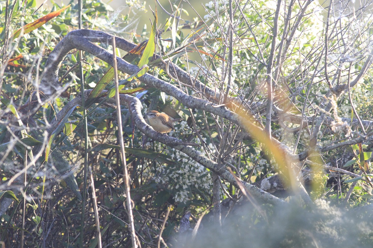 Carolina Wren - ML642977674