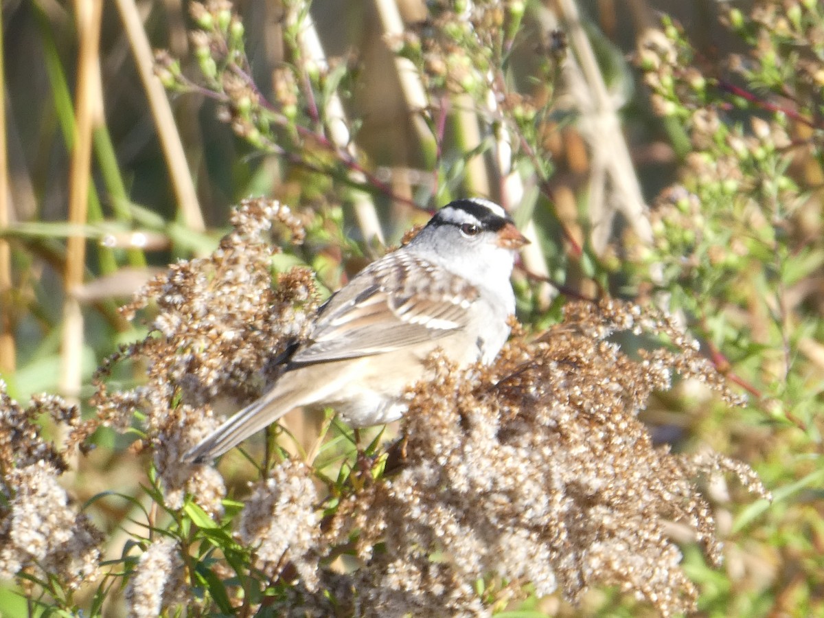 White-crowned Sparrow - ML642977682