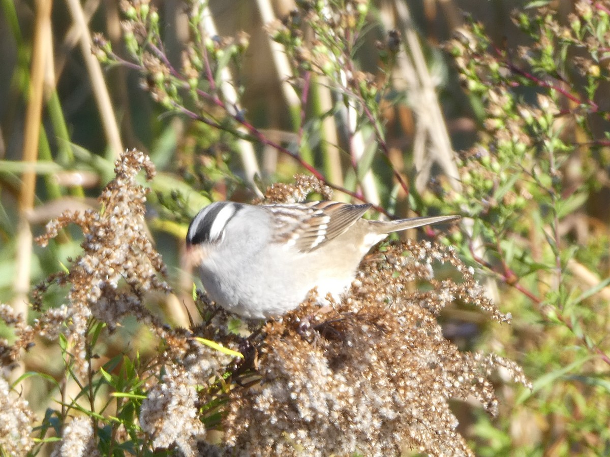 White-crowned Sparrow - ML642977683