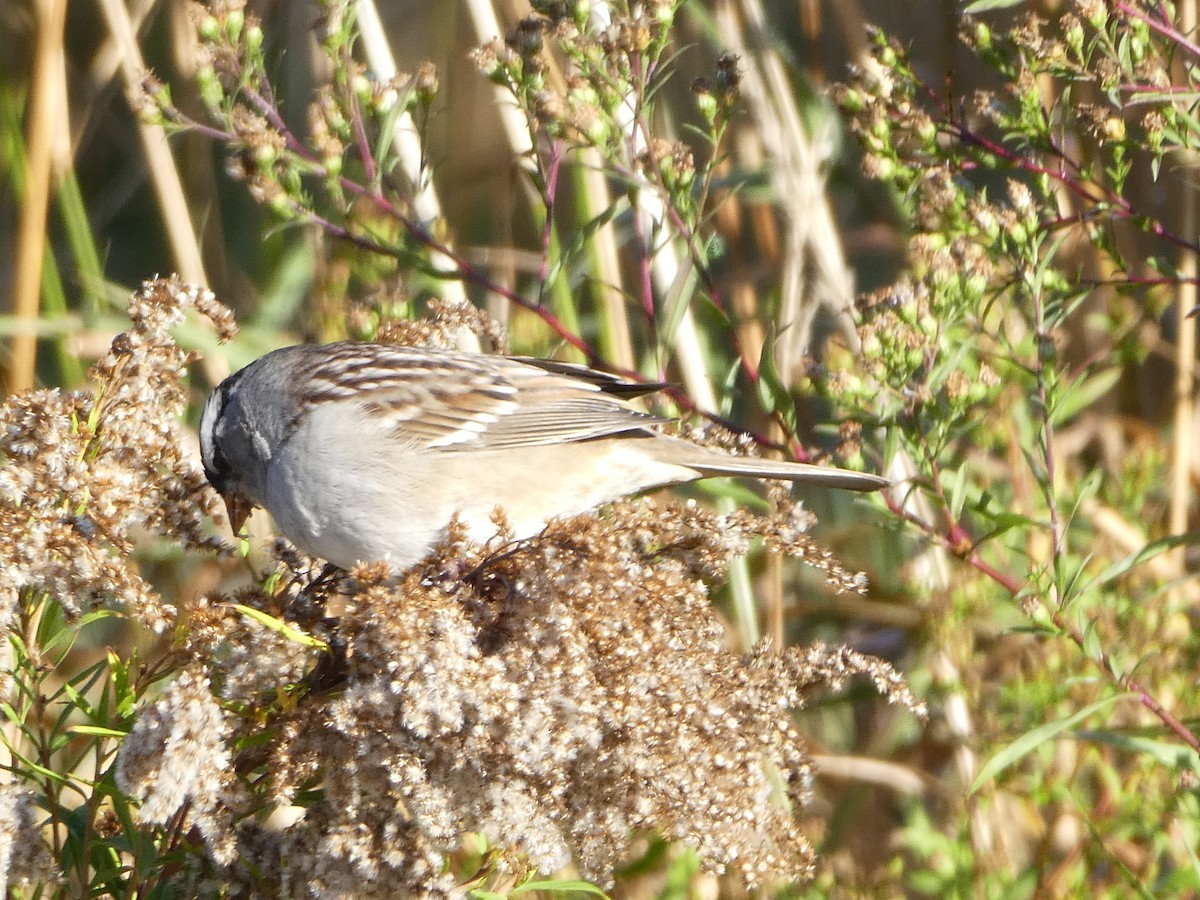 White-crowned Sparrow - ML642977684