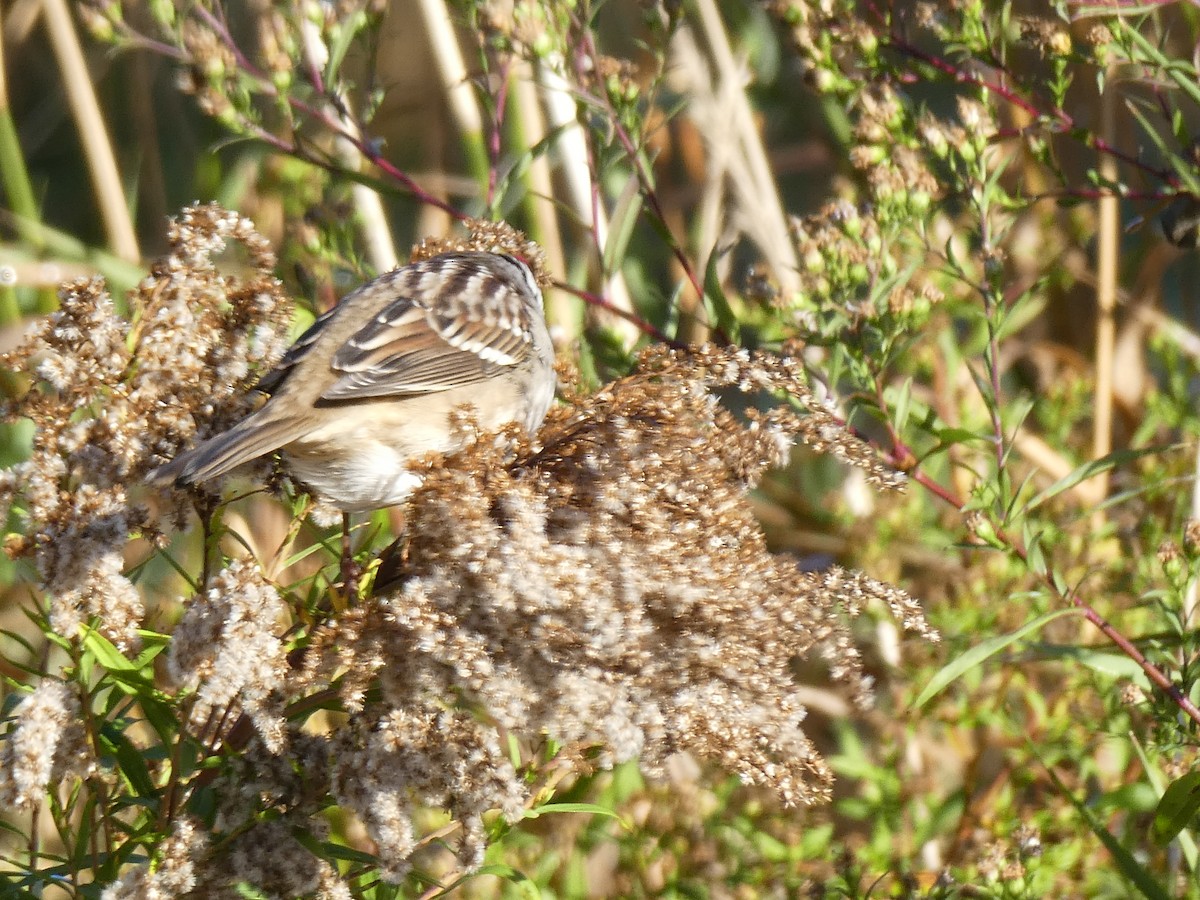 White-crowned Sparrow - ML642977685