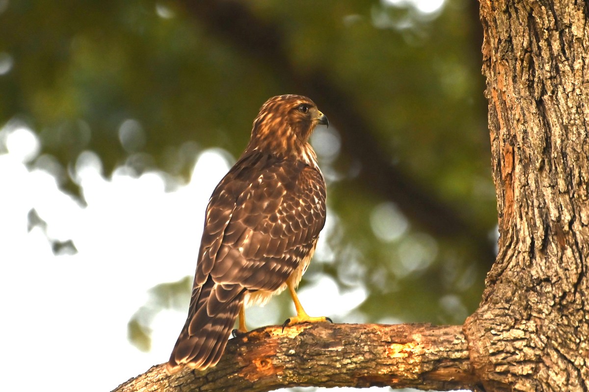 Red-shouldered Hawk - ML642977693