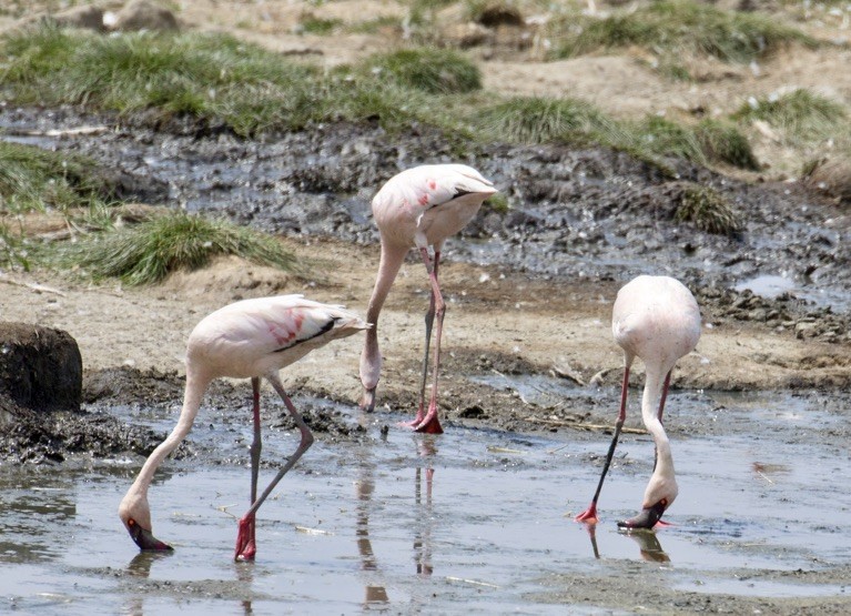 Lesser Flamingo - ML642977700