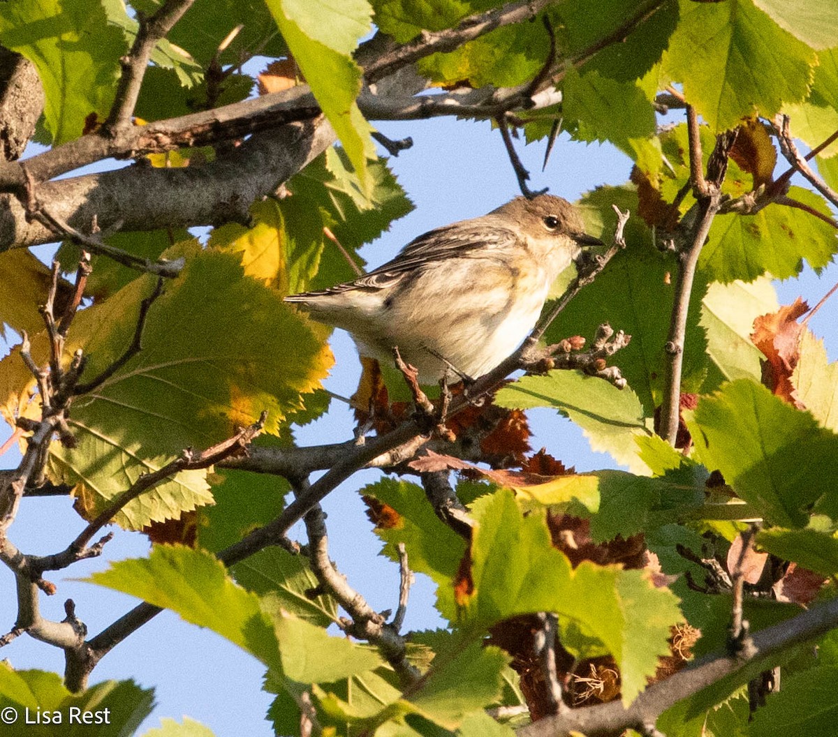 Yellow-rumped Warbler - ML642977712