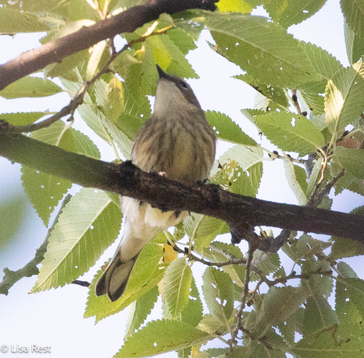 Yellow-rumped Warbler - ML642977713
