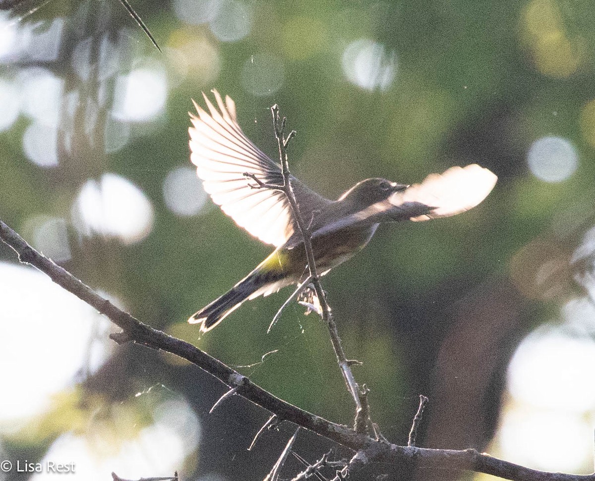 Yellow-rumped Warbler - ML642977714