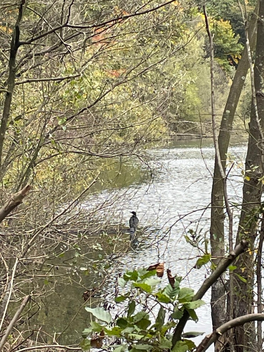 Great Cormorant - ML642977720