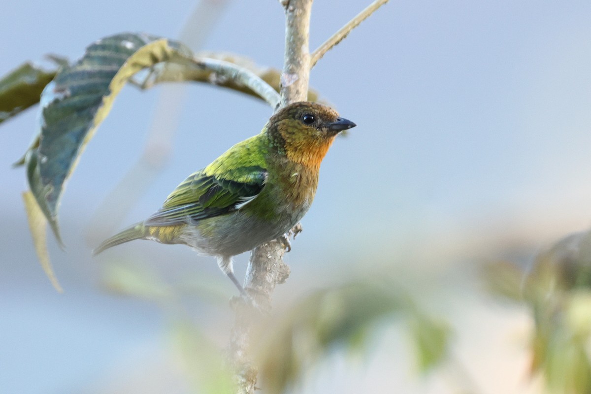Silvery Tanager - ML642977724