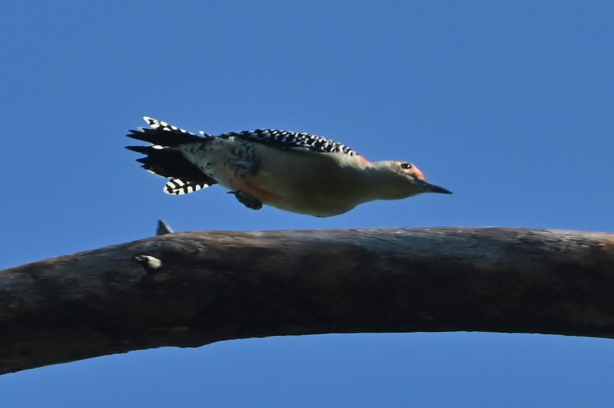 Downy Woodpecker - ML642977725