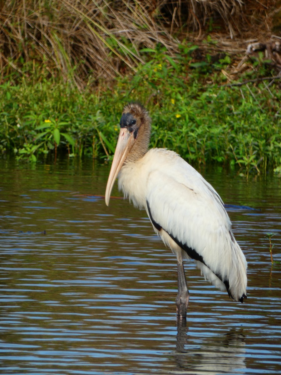 Wood Stork - ML642977739