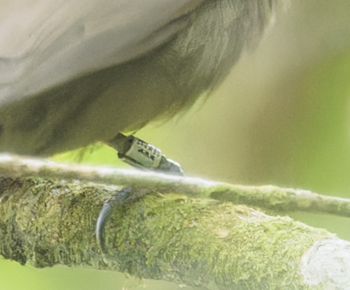 new world flycatcher sp. - ML642977741