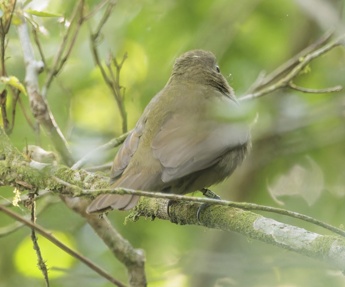 new world flycatcher sp. - ML642977742