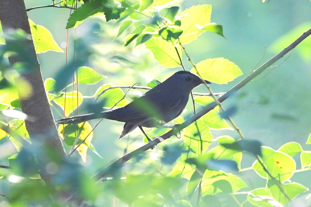 Gray Catbird - ML642977744