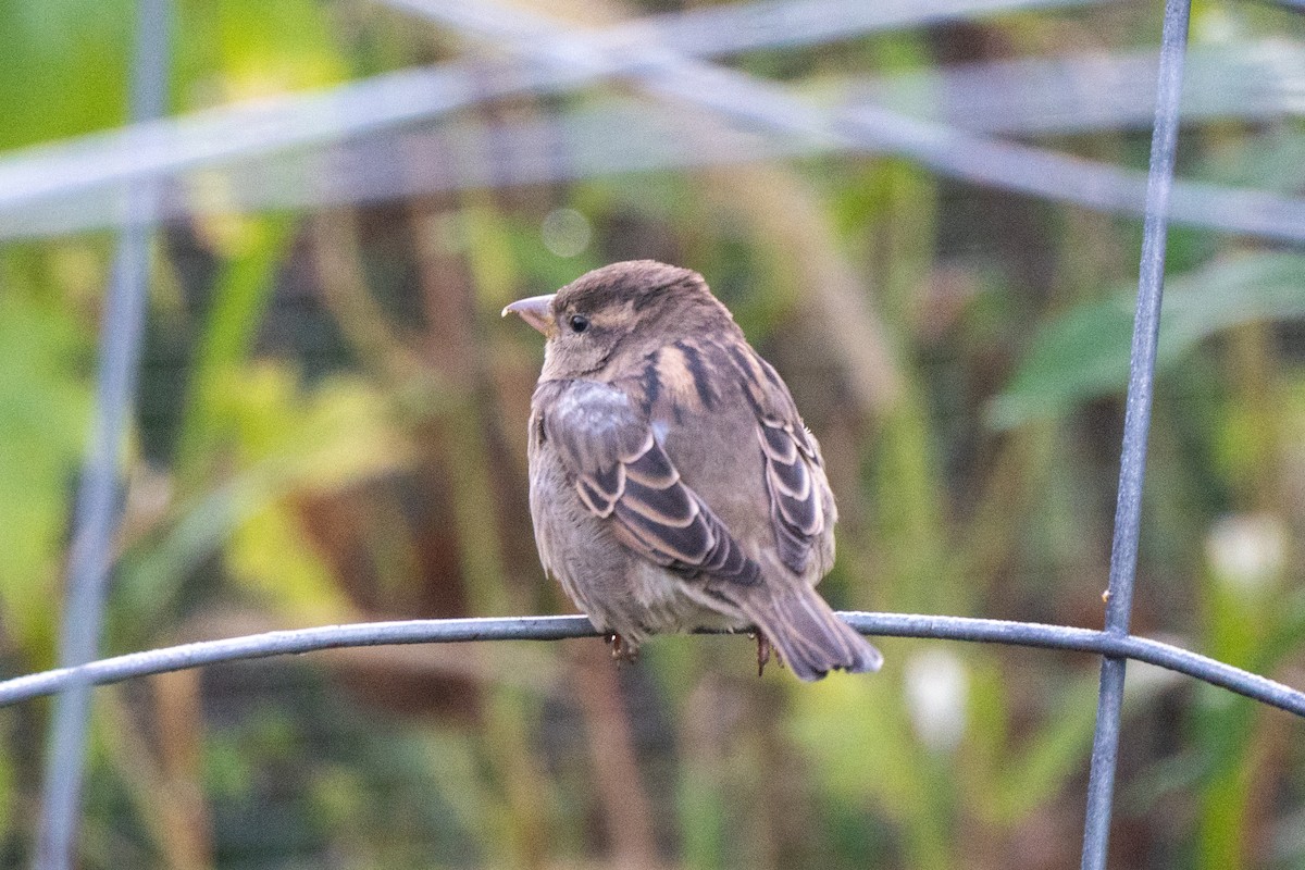 House Sparrow - ML642977750