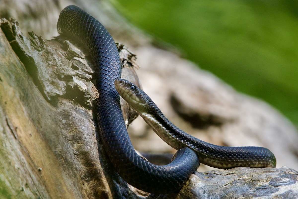 Gray Ratsnake - ML642977751