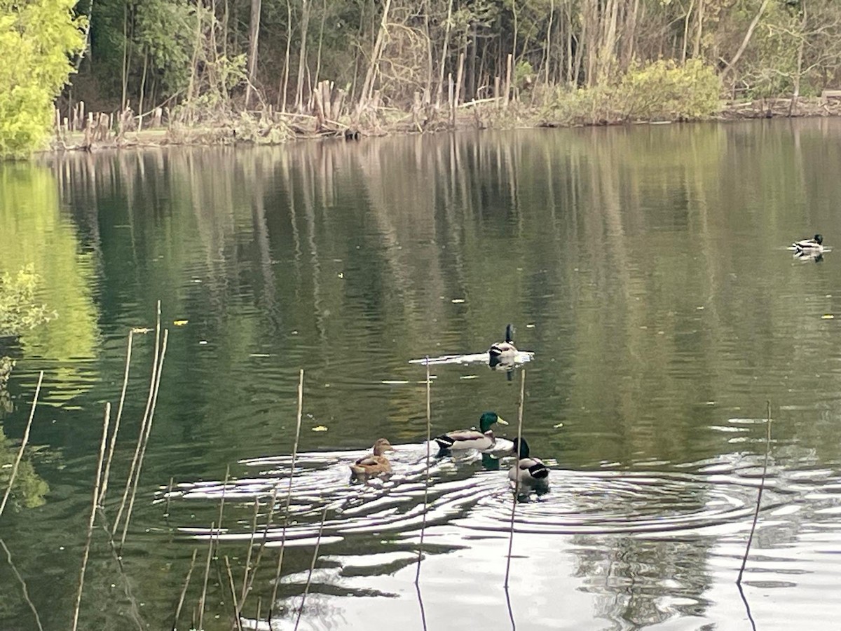 Mallard - ML642977757
