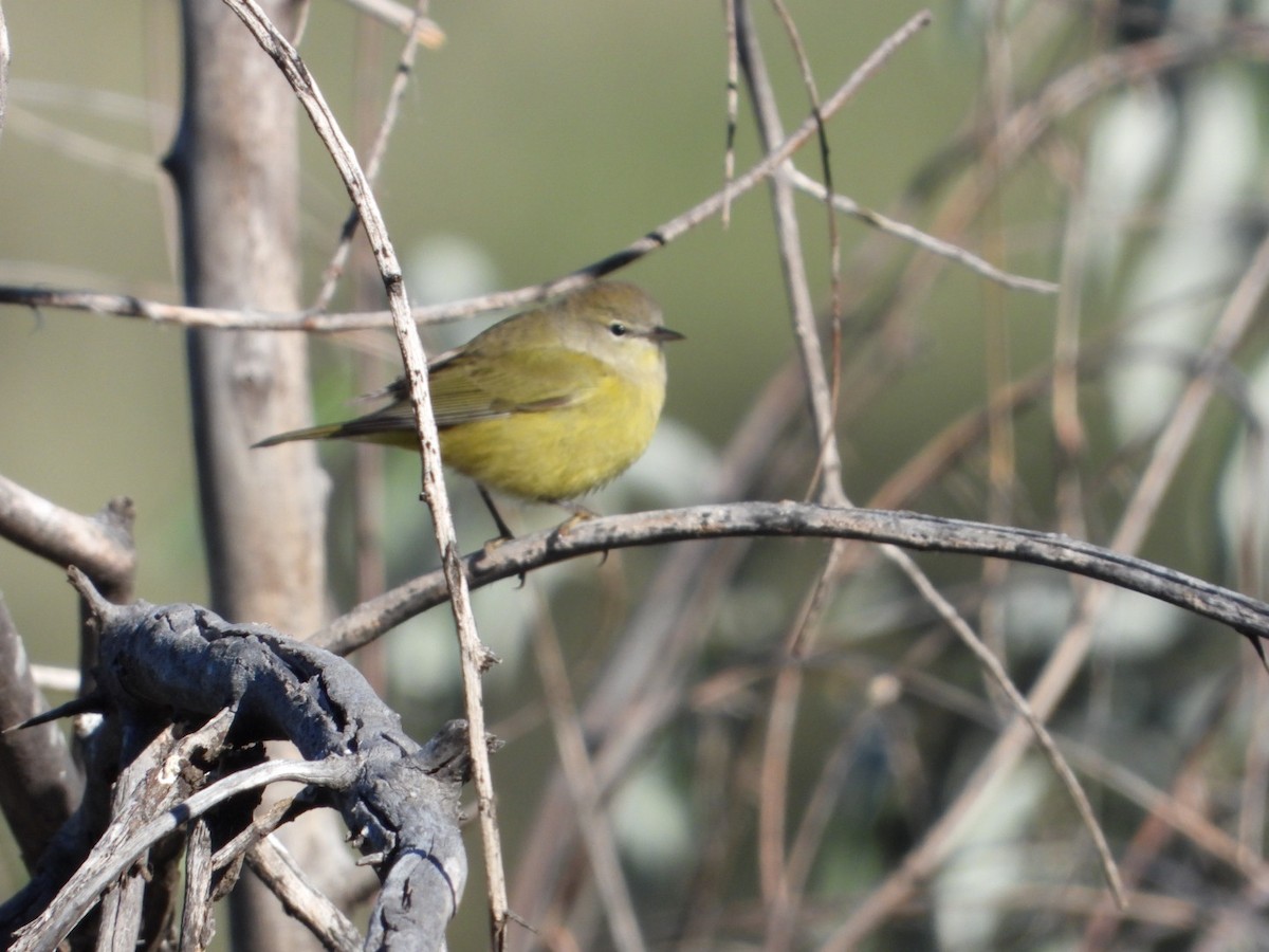Orange-crowned Warbler - ML642977760