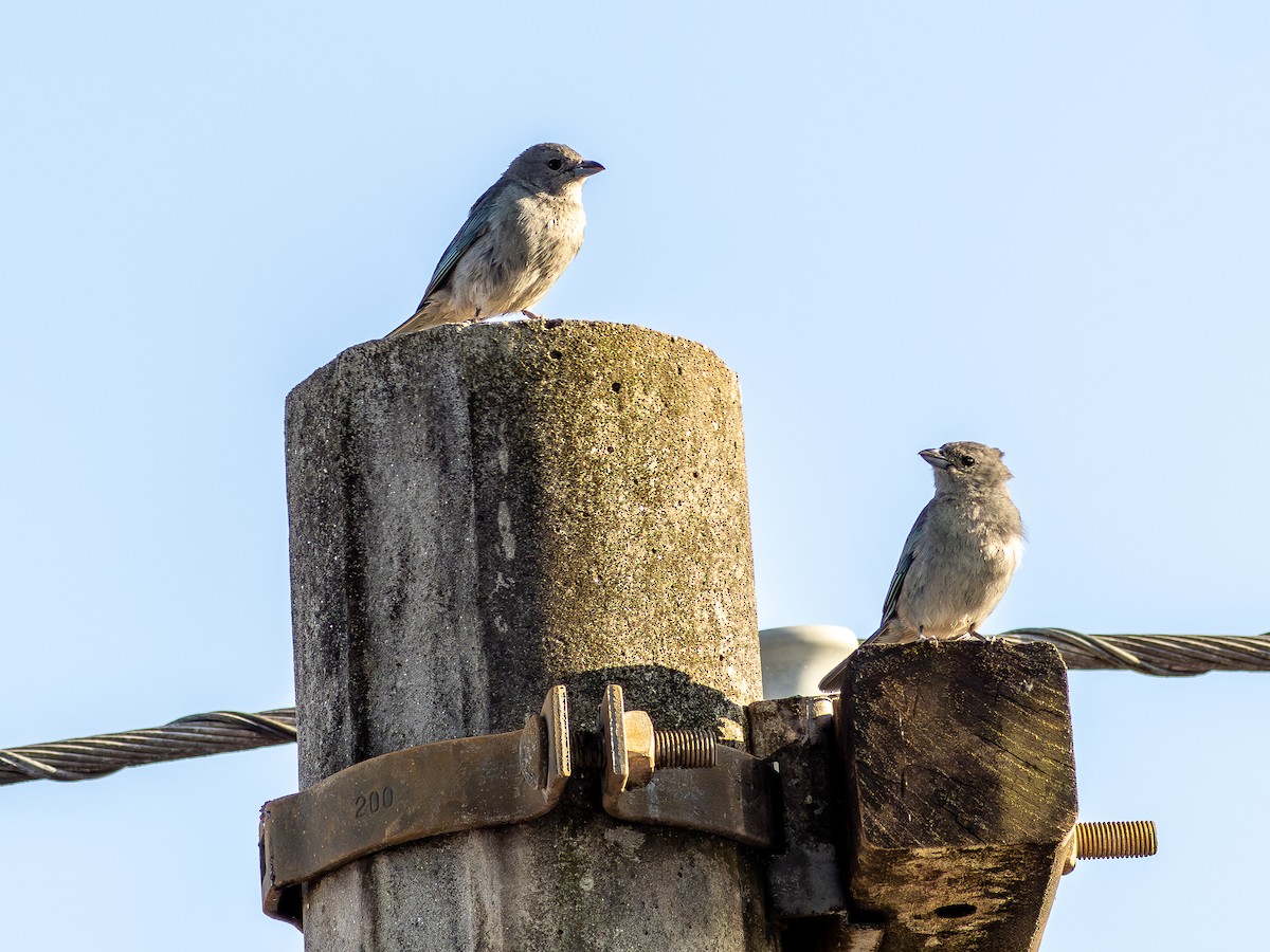 Sayaca Tanager - ML642977762