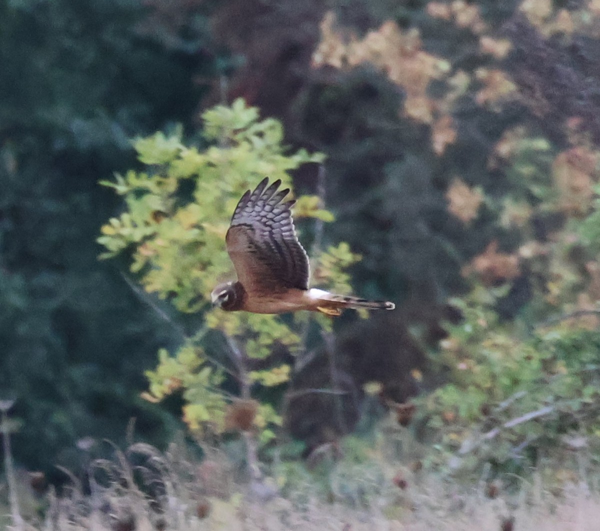 Northern Harrier - ML642977763