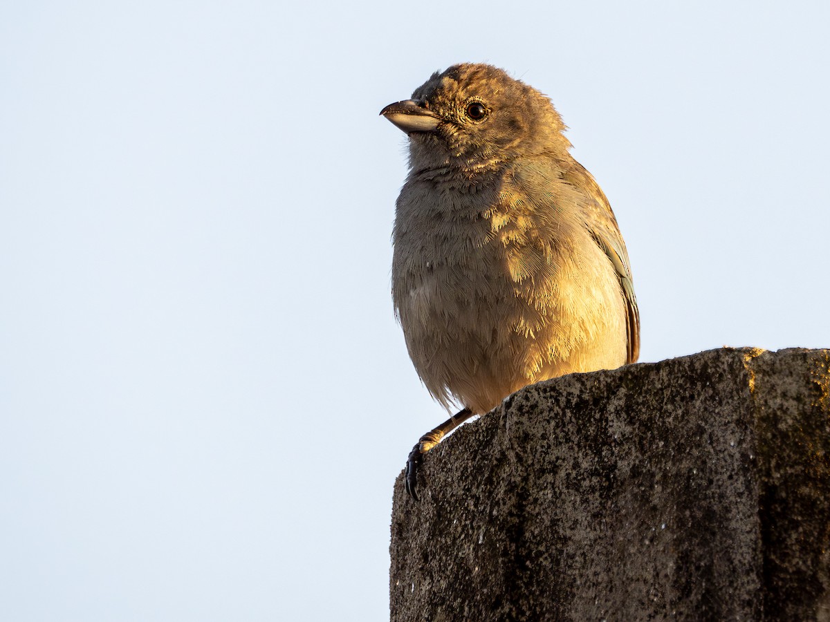Sayaca Tanager - ML642977764