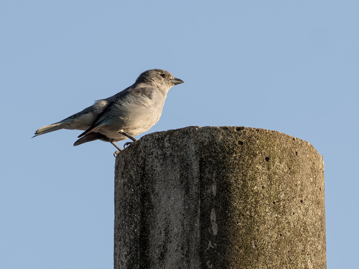Sayaca Tanager - ML642977765