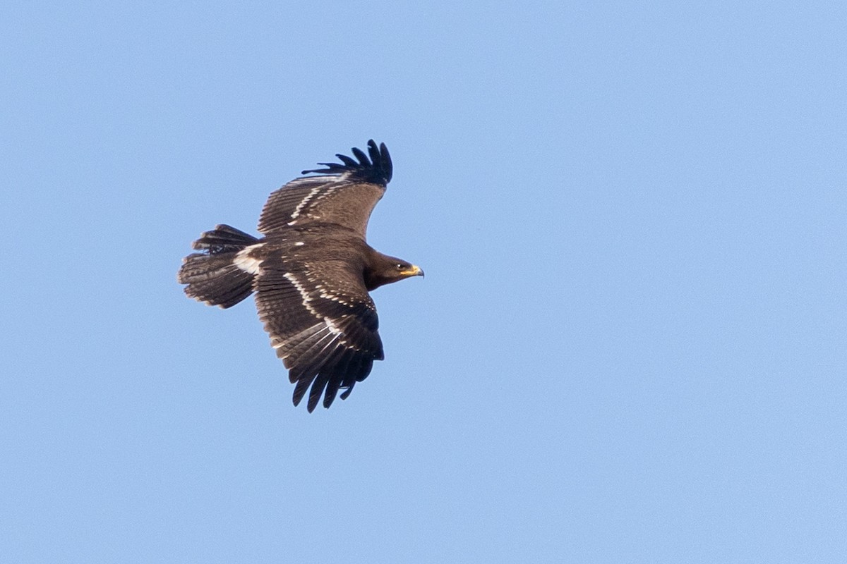 Lesser Spotted Eagle - ML642977770