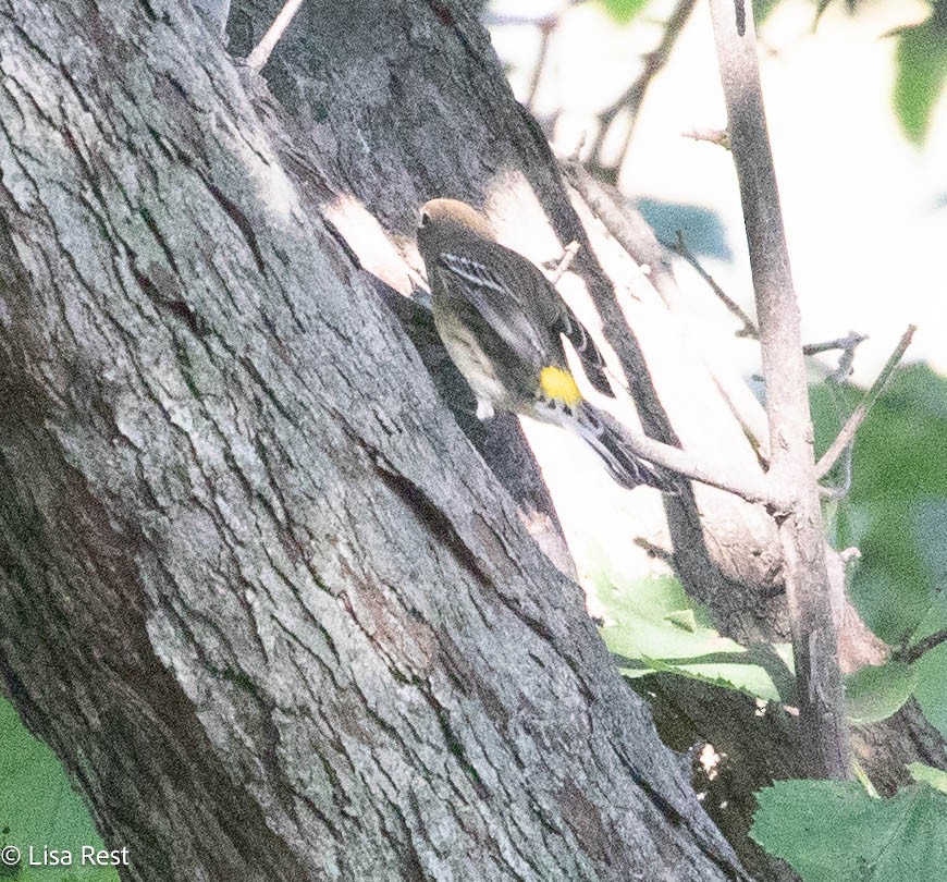 Yellow-rumped Warbler - ML642977778