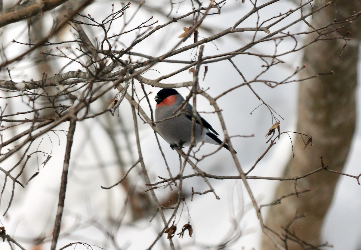 Eurasian Bullfinch (Baikal) - ML642977780