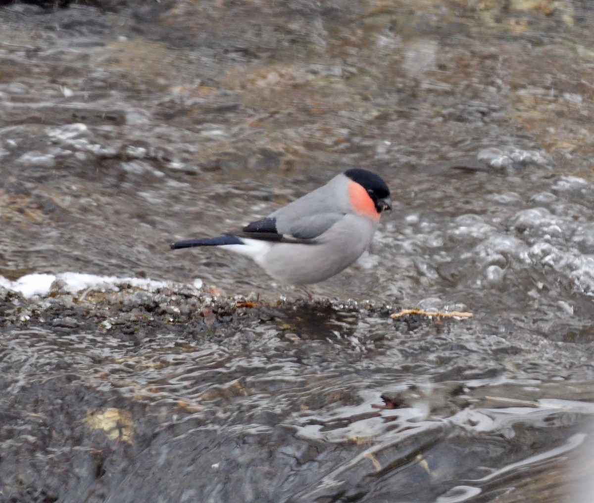 Eurasian Bullfinch (Baikal) - ML642977782