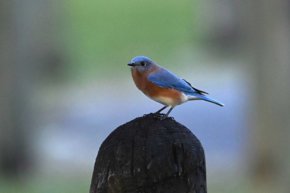 Eastern Bluebird - ML642977783