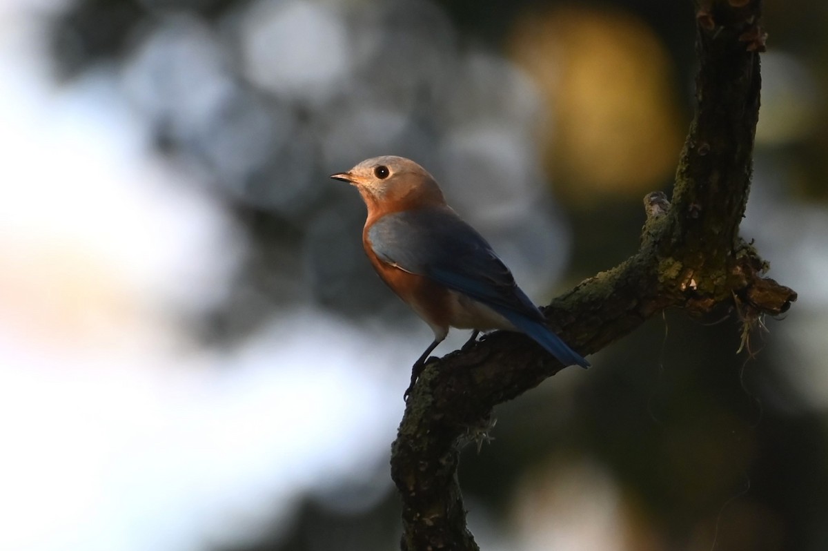 Eastern Bluebird - ML642977784
