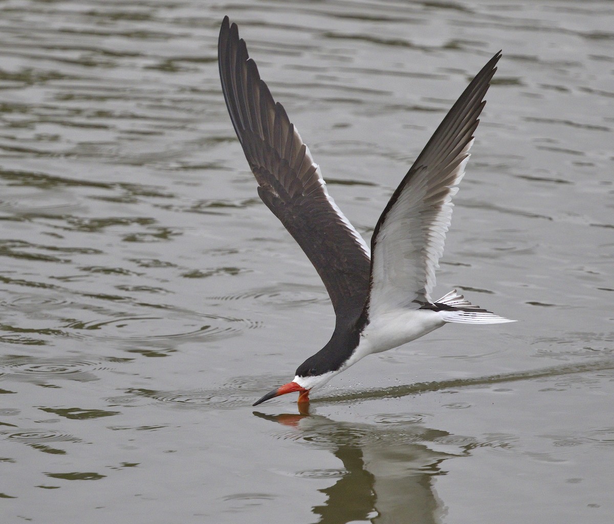 Black Skimmer - ML642977785
