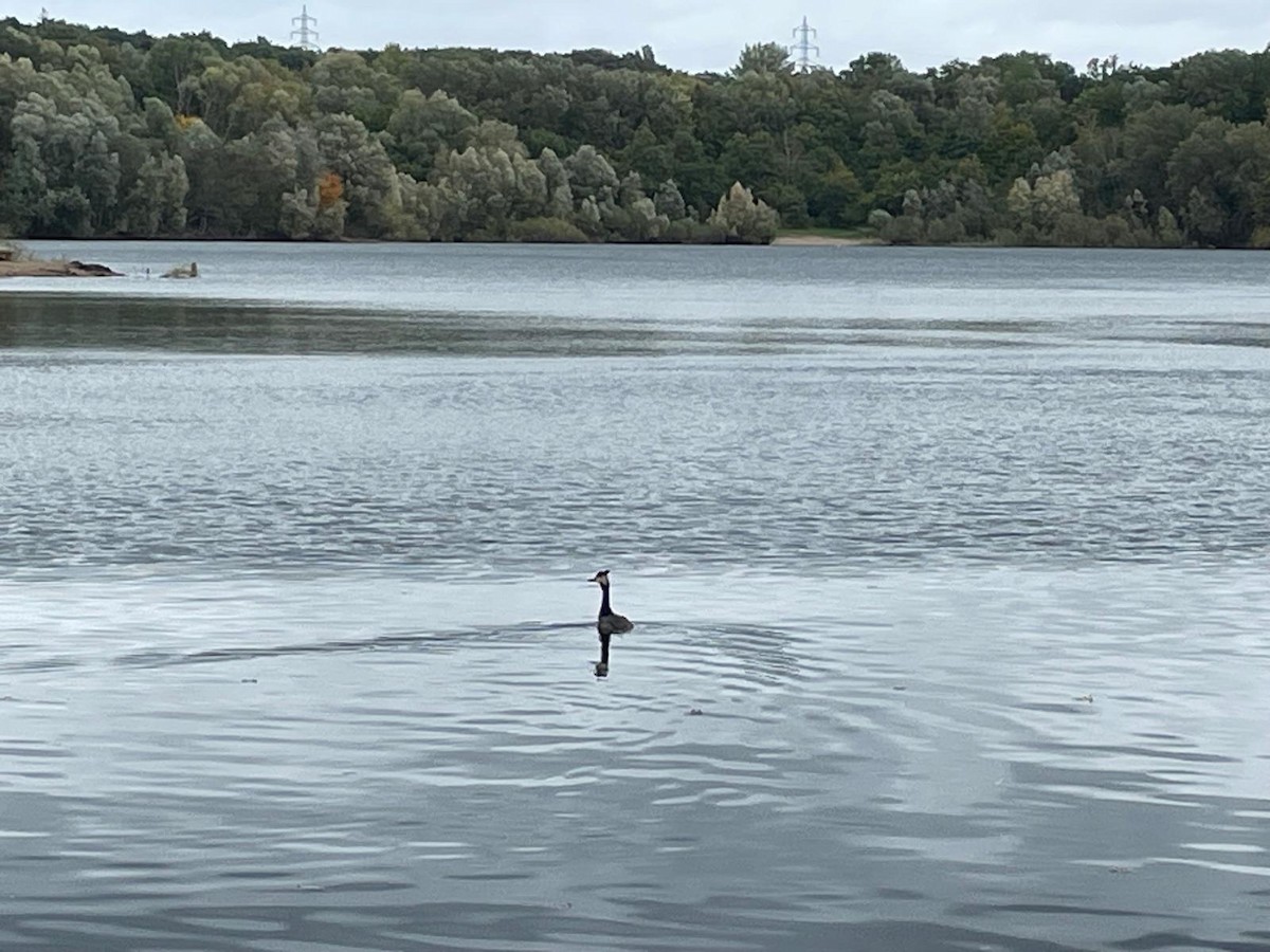 Great Crested Grebe - ML642977787