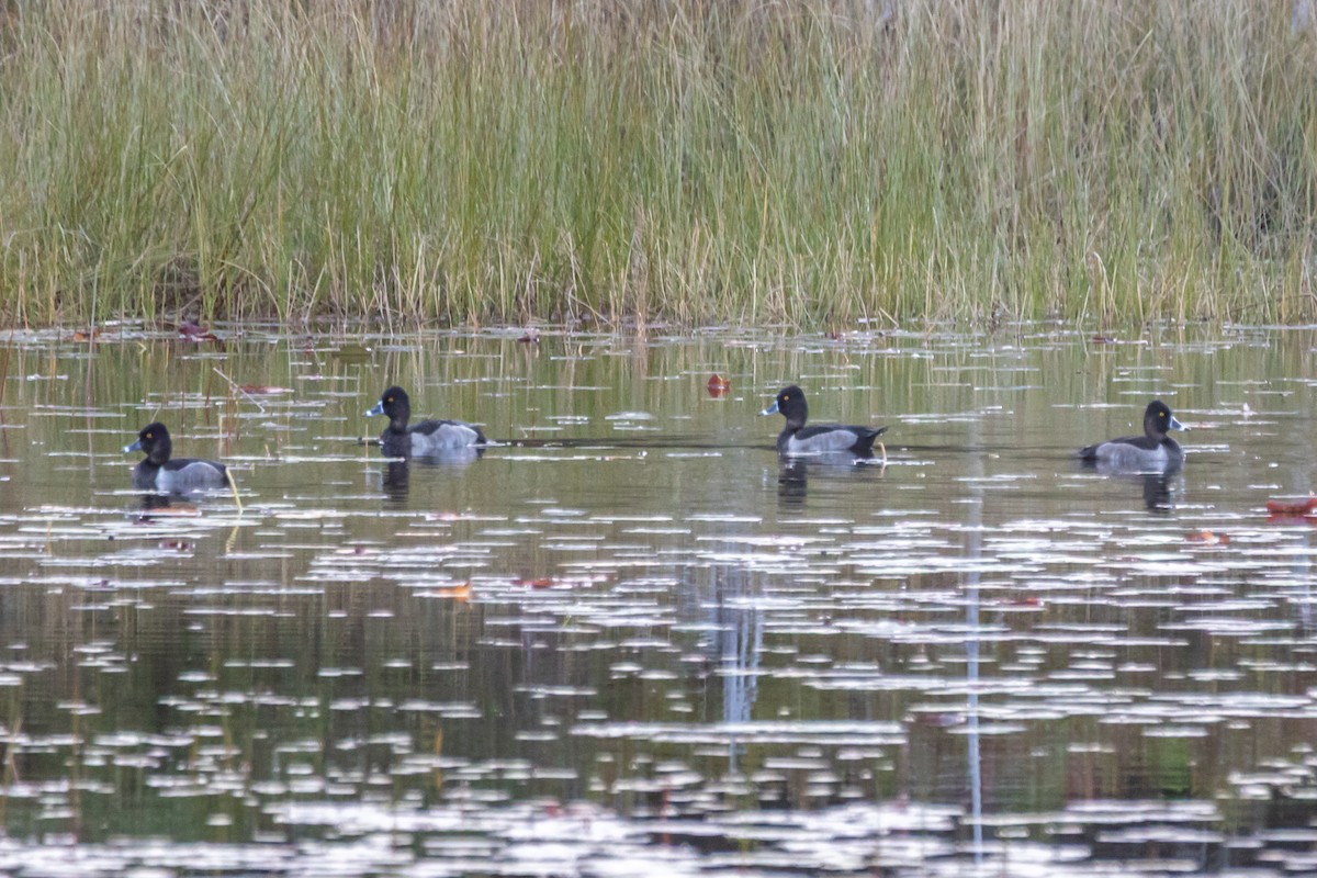 Ring-necked Duck - ML642977788
