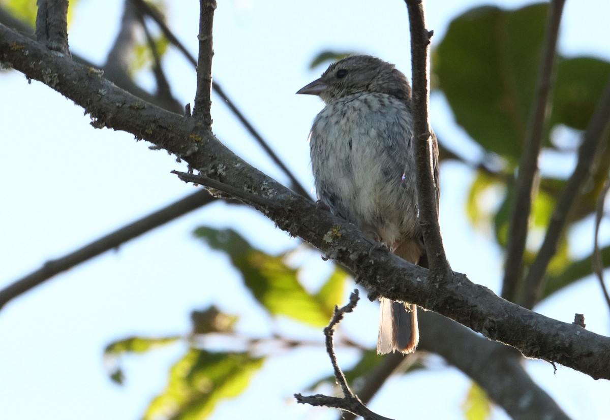 Ash-breasted Sierra Finch - ML642977794