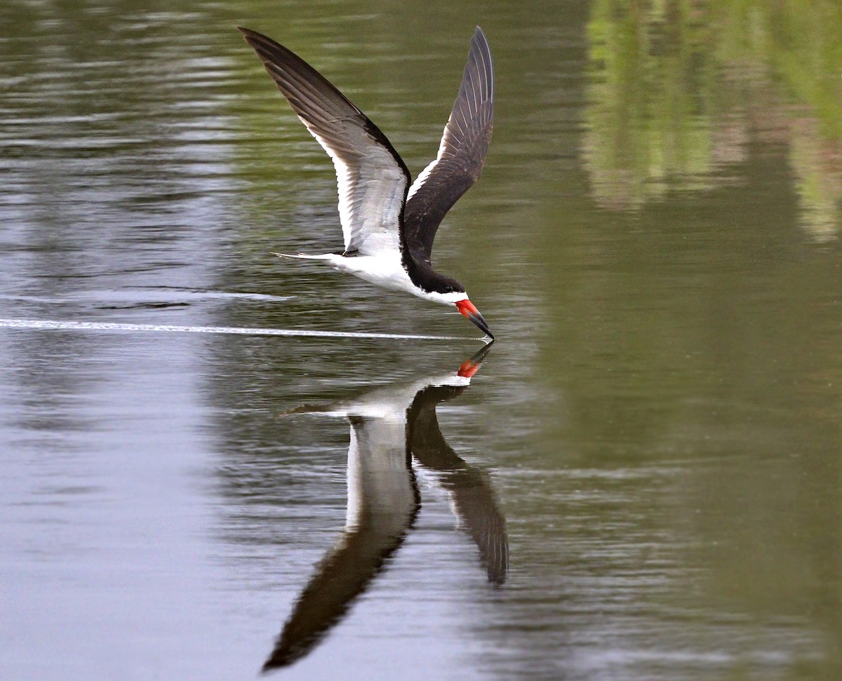 Black Skimmer - ML642977795