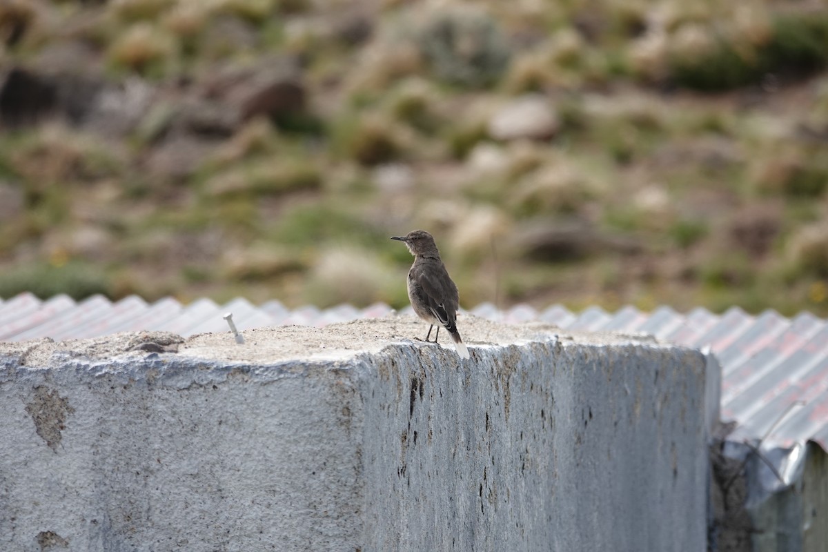 Black-billed Shrike-Tyrant - ML642977803