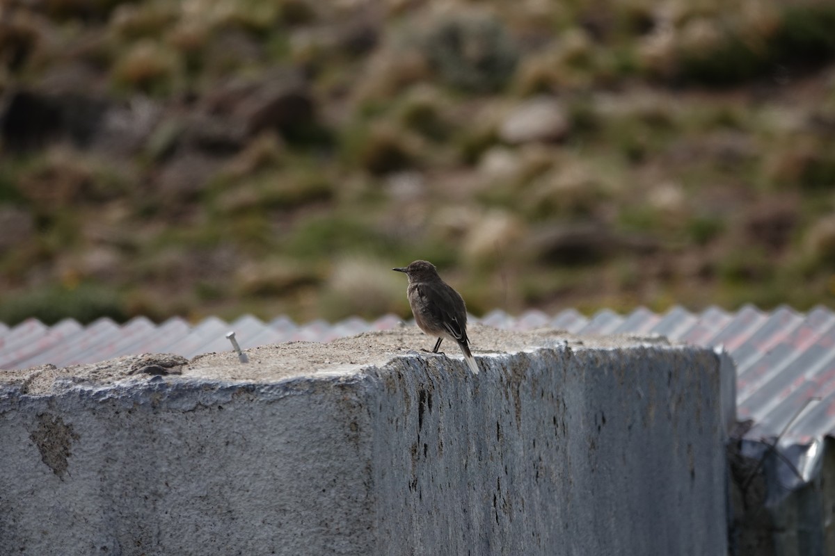 Black-billed Shrike-Tyrant - ML642977804