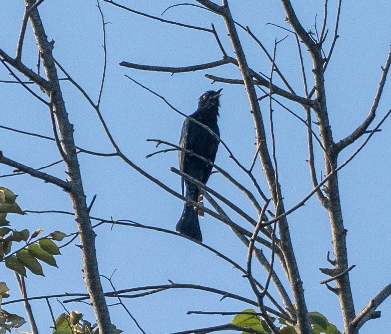 Square-tailed Drongo-Cuckoo - ML642977813